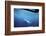 South Australia, Great White Shark, Carcharodon Carcharias-Stuart Westmorland-Framed Photographic Print