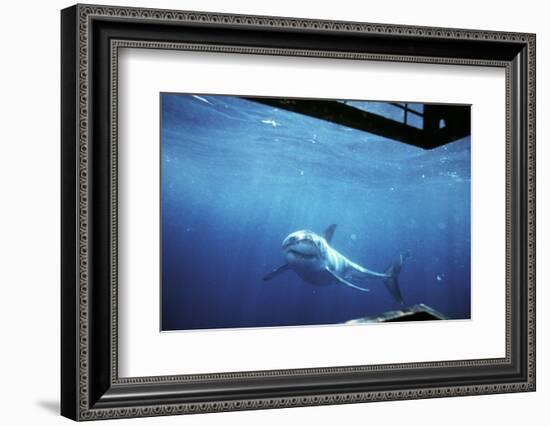 South Australia, Great White Shark, Carcharodon Carcharias-Stuart Westmorland-Framed Photographic Print