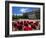 South Australia Parliament Building, Adelaide, South Australia, Australia-Neale Clarke-Framed Photographic Print