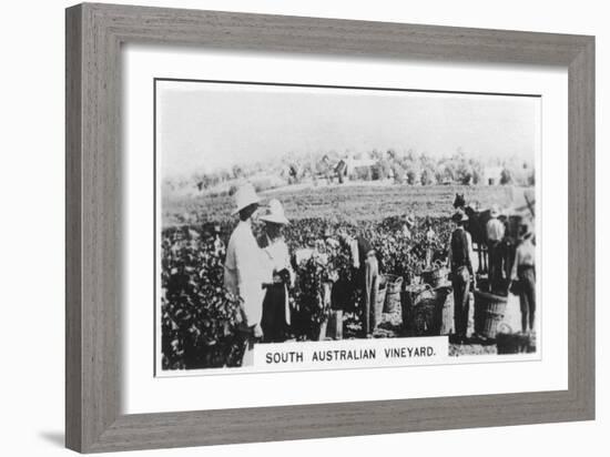 South Australian Vineyard, 1928-null-Framed Giclee Print