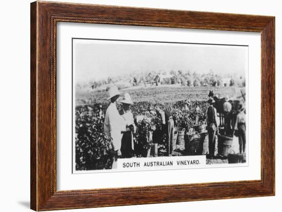 South Australian Vineyard, 1928-null-Framed Giclee Print