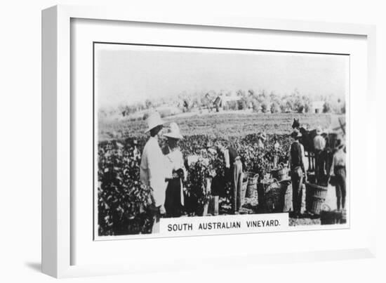 South Australian Vineyard, 1928-null-Framed Giclee Print