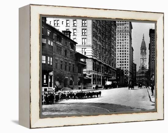 South Broad Sheep, Philadelphia, Pennsylvania-null-Framed Stretched Canvas