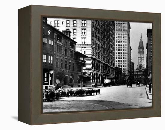 South Broad Sheep, Philadelphia, Pennsylvania-null-Framed Stretched Canvas