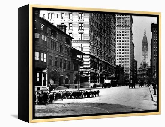 South Broad Sheep, Philadelphia, Pennsylvania-null-Framed Stretched Canvas