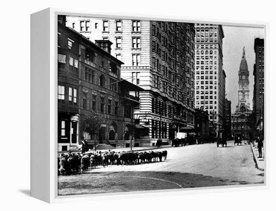 South Broad Sheep, Philadelphia, Pennsylvania-null-Framed Stretched Canvas