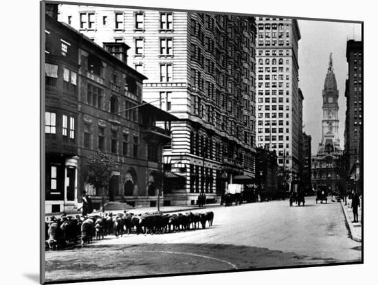 South Broad Sheep, Philadelphia, Pennsylvania-null-Mounted Photo