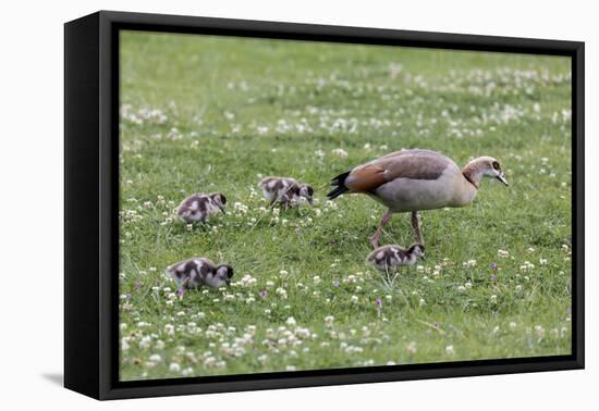 South Cape Town. Mother Goose with Goslings-Fred Lord-Framed Premier Image Canvas