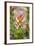 South Cape Town. Protea Flower Close-up-Fred Lord-Framed Photographic Print