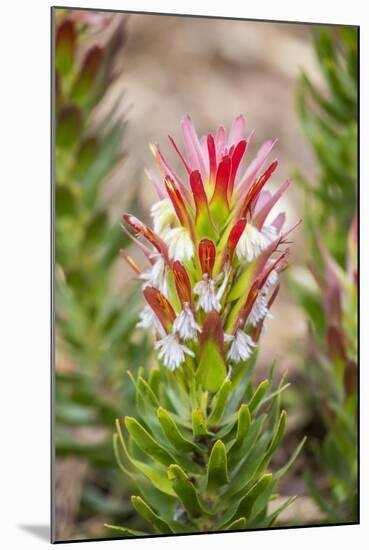 South Cape Town. Protea Flower Close-up-Fred Lord-Mounted Photographic Print