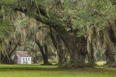 south-carolina-ace-basin-nwr-spanish-moss-on-oak-trees_u-l-pyrljd0.jpg
