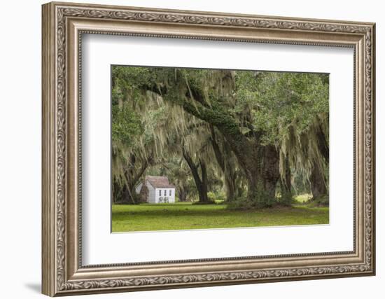 South Carolina, Ace Basin NWR. Spanish Moss on Oak Trees-Don Paulson-Framed Photographic Print