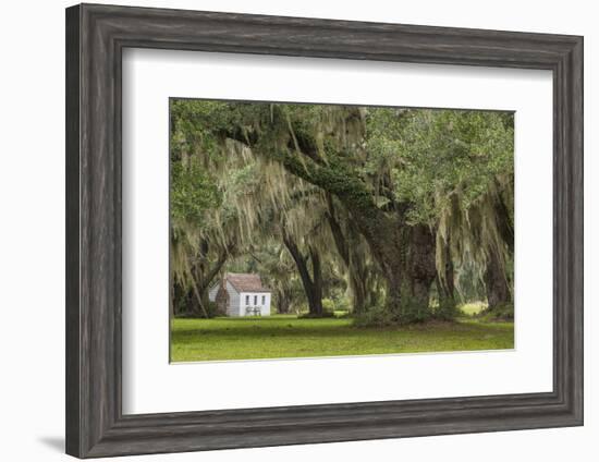 South Carolina, Ace Basin NWR. Spanish Moss on Oak Trees-Don Paulson-Framed Photographic Print