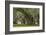 South Carolina, Ace Basin NWR. Spanish Moss on Oak Trees-Don Paulson-Framed Photographic Print