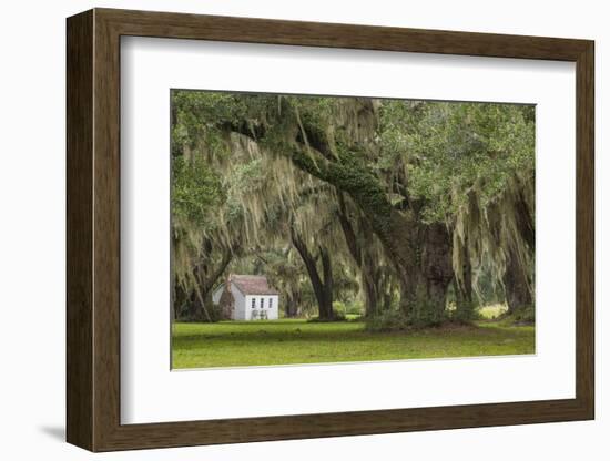 South Carolina, Ace Basin NWR. Spanish Moss on Oak Trees-Don Paulson-Framed Photographic Print