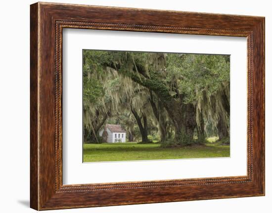 South Carolina, Ace Basin NWR. Spanish Moss on Oak Trees-Don Paulson-Framed Photographic Print