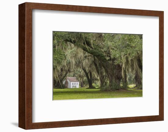 South Carolina, Ace Basin NWR. Spanish Moss on Oak Trees-Don Paulson-Framed Photographic Print