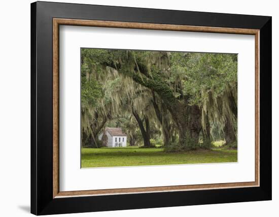 South Carolina, Ace Basin NWR. Spanish Moss on Oak Trees-Don Paulson-Framed Photographic Print