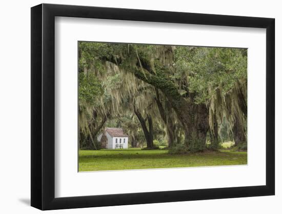 South Carolina, Ace Basin NWR. Spanish Moss on Oak Trees-Don Paulson-Framed Photographic Print