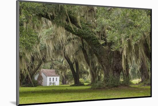 South Carolina, Ace Basin NWR. Spanish Moss on Oak Trees-Don Paulson-Mounted Photographic Print