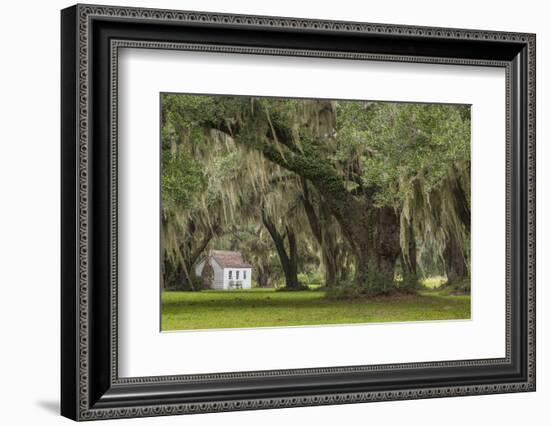 South Carolina, Ace Basin NWR. Spanish Moss on Oak Trees-Don Paulson-Framed Photographic Print