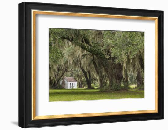 South Carolina, Ace Basin NWR. Spanish Moss on Oak Trees-Don Paulson-Framed Photographic Print