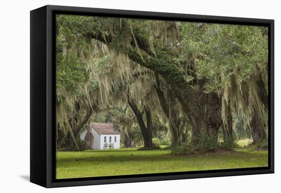 South Carolina, Ace Basin NWR. Spanish Moss on Oak Trees-Don Paulson-Framed Premier Image Canvas