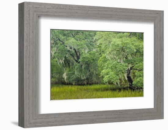 South Carolina, Charleston, Edisto Beach SP. Oak Trees Next to Swamp-Don Paulson-Framed Photographic Print