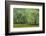 South Carolina, Charleston, Edisto Beach SP. Oak Trees Next to Swamp-Don Paulson-Framed Photographic Print