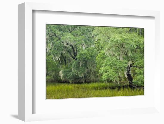 South Carolina, Charleston, Edisto Beach SP. Oak Trees Next to Swamp-Don Paulson-Framed Photographic Print