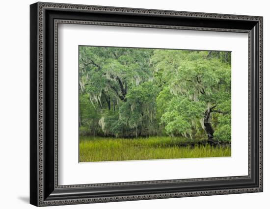 South Carolina, Charleston, Edisto Beach SP. Oak Trees Next to Swamp-Don Paulson-Framed Photographic Print