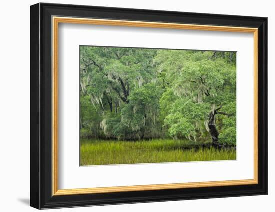 South Carolina, Charleston, Edisto Beach SP. Oak Trees Next to Swamp-Don Paulson-Framed Photographic Print