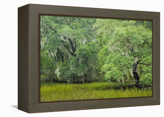 South Carolina, Charleston, Edisto Beach SP. Oak Trees Next to Swamp-Don Paulson-Framed Premier Image Canvas