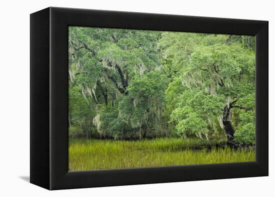 South Carolina, Charleston, Edisto Beach SP. Oak Trees Next to Swamp-Don Paulson-Framed Premier Image Canvas