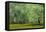 South Carolina, Charleston, Edisto Beach SP. Oak Trees Next to Swamp-Don Paulson-Framed Premier Image Canvas