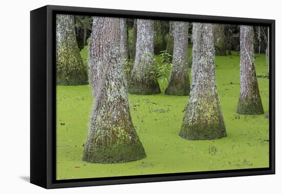 South Carolina, Charleston. Tupelo Trees in Swamp Water-Don Paulson-Framed Premier Image Canvas
