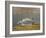 South Carolina Geese-Bruce Dumas-Framed Giclee Print