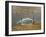 South Carolina Geese-Bruce Dumas-Framed Giclee Print