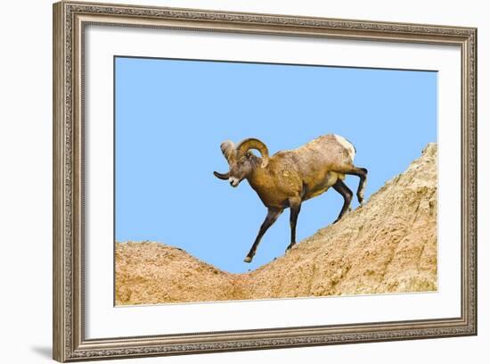 South Dakota, Badlands National Park, Full Curl Bighorn Sheep Climbing Down Roadside Hill-Bernard Friel-Framed Photographic Print