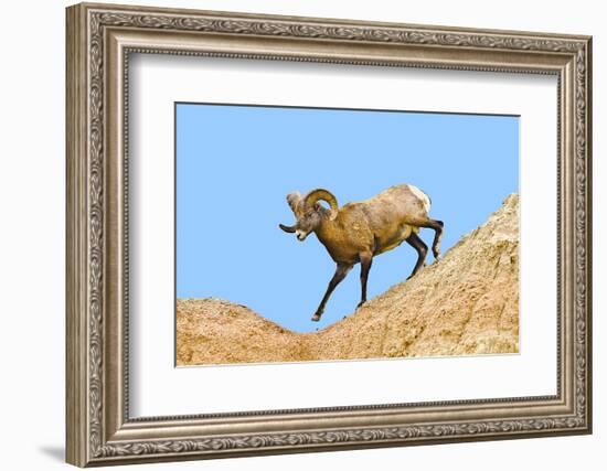 South Dakota, Badlands National Park, Full Curl Bighorn Sheep Climbing Down Roadside Hill-Bernard Friel-Framed Photographic Print