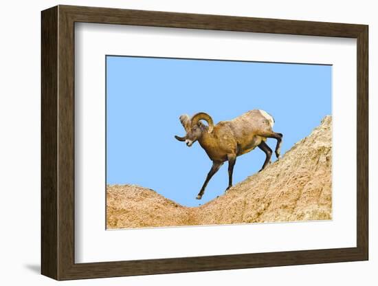 South Dakota, Badlands National Park, Full Curl Bighorn Sheep Climbing Down Roadside Hill-Bernard Friel-Framed Photographic Print