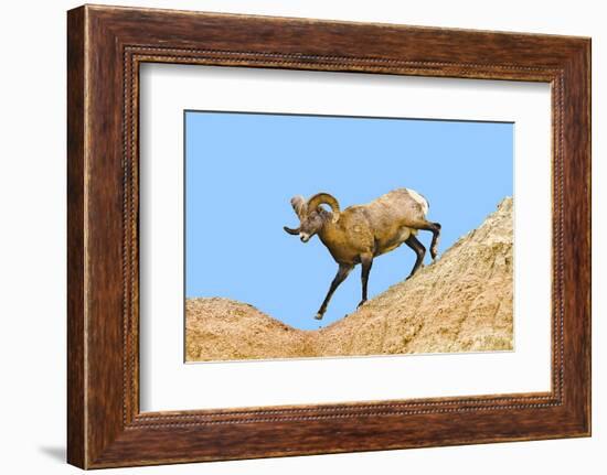 South Dakota, Badlands National Park, Full Curl Bighorn Sheep Climbing Down Roadside Hill-Bernard Friel-Framed Photographic Print