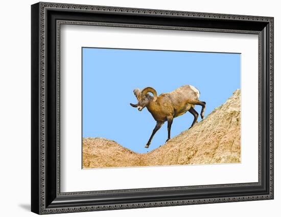 South Dakota, Badlands National Park, Full Curl Bighorn Sheep Climbing Down Roadside Hill-Bernard Friel-Framed Photographic Print