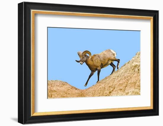 South Dakota, Badlands National Park, Full Curl Bighorn Sheep Climbing Down Roadside Hill-Bernard Friel-Framed Photographic Print