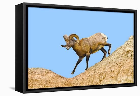 South Dakota, Badlands National Park, Full Curl Bighorn Sheep Climbing Down Roadside Hill-Bernard Friel-Framed Premier Image Canvas