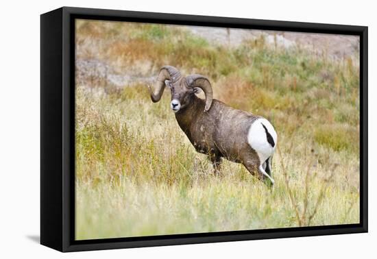 South Dakota, Badlands National Park, Full Curl Bighorn Sheep Grazing Along Roadway-Bernard Friel-Framed Premier Image Canvas