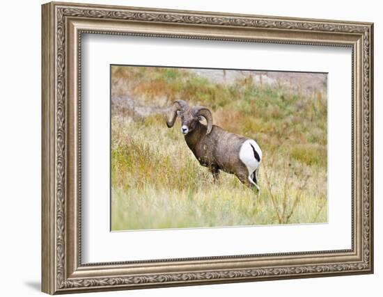 South Dakota, Badlands National Park, Full Curl Bighorn Sheep Grazing Along Roadway-Bernard Friel-Framed Photographic Print