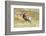 South Dakota, Badlands National Park, Full Curl Bighorn Sheep Grazing Along Roadway-Bernard Friel-Framed Photographic Print