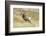 South Dakota, Badlands National Park, Full Curl Bighorn Sheep Grazing Along Roadway-Bernard Friel-Framed Photographic Print