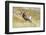 South Dakota, Badlands National Park, Full Curl Bighorn Sheep Grazing Along Roadway-Bernard Friel-Framed Photographic Print